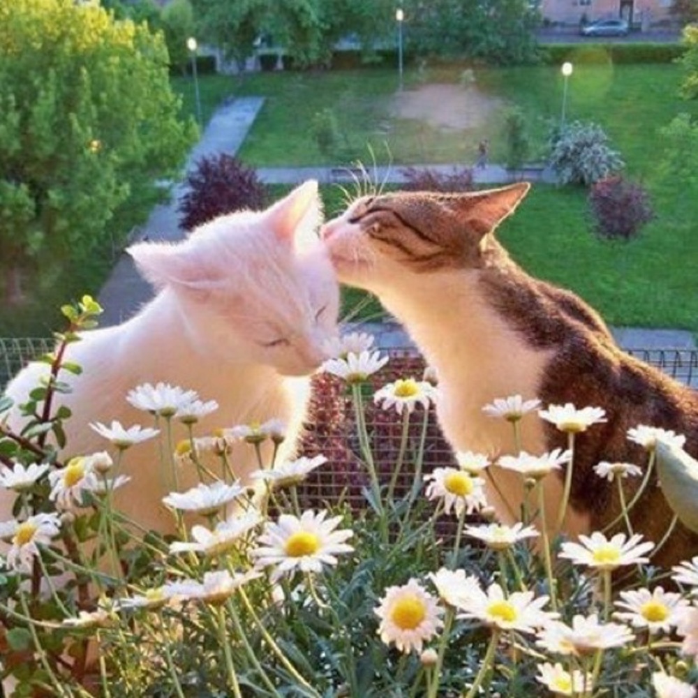 Meet your Posher, Kayden